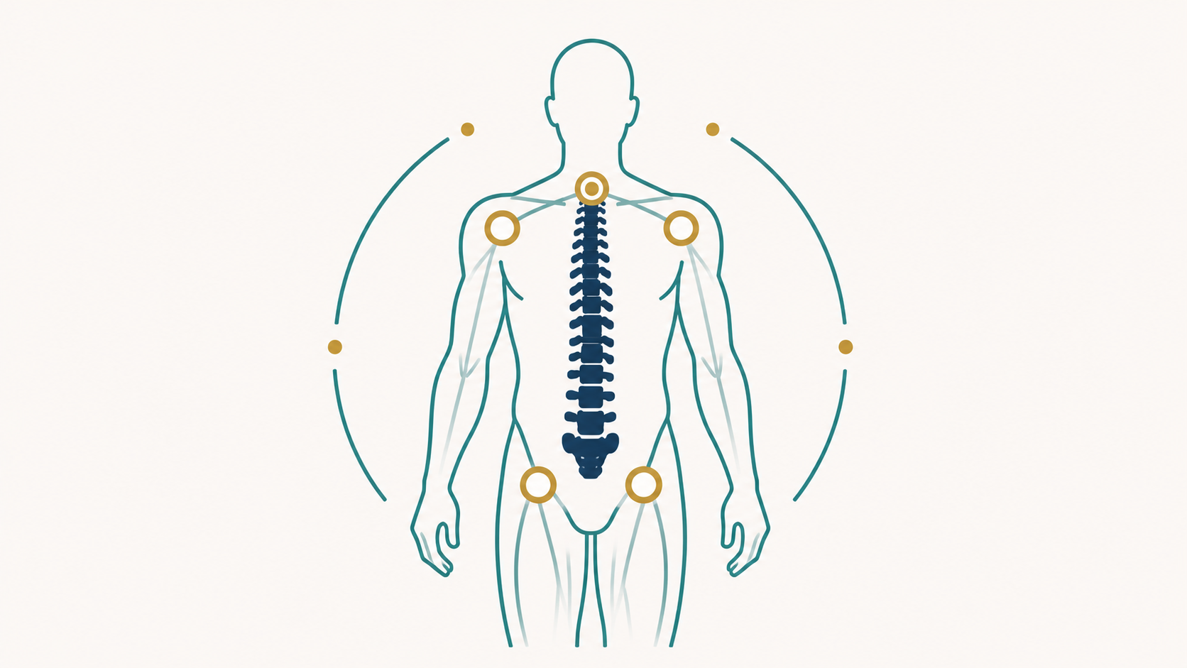 Illustration of a stylized human figure showing the spine and major joints highlighted to represent chiropractic care as a whole-system approach